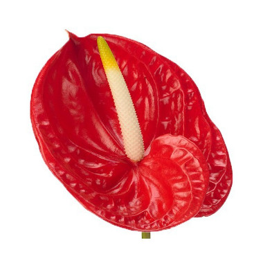 Anthurium192