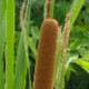 EKanayaa