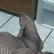 Supaomich