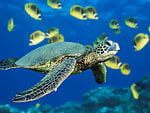 greenturtle