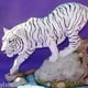 tigerkiss