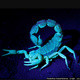 scorpion_blue