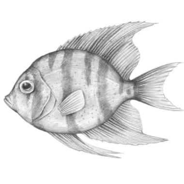 Peixeacha