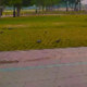 Fgsrvf