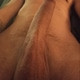 Justmedekkers