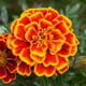 marigolden