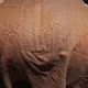 LydiaFlash
