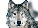 kingwolf29