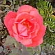 Jackie_O