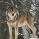 Wotan_RebelWolf