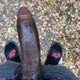 10InchDomDick