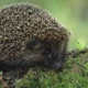 wilderigel