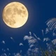 moonlight_xxx69