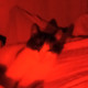 Kali_sub