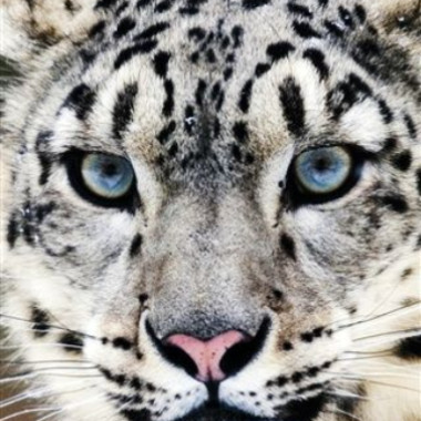 SnowLeopard2021