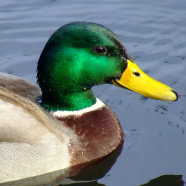 Quackityduck