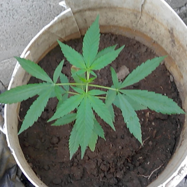 goofy27r