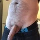 Bigshager