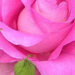 bilalahmad5584