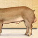 Glypho2