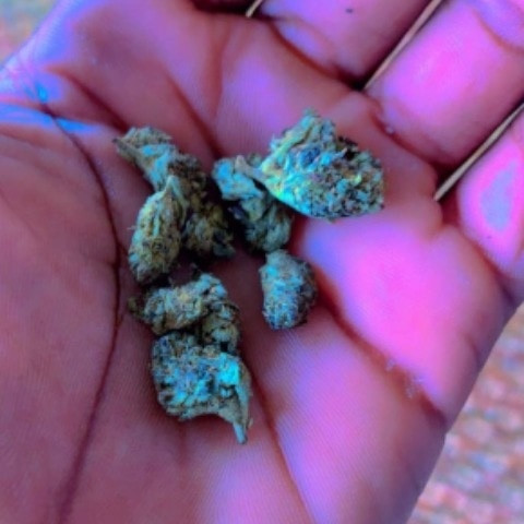 Yonkee12