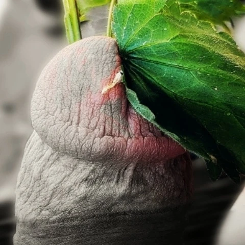 Splitglans1973