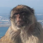 Tschesla