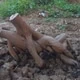 Amitorbhabi