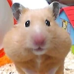 hamham12345