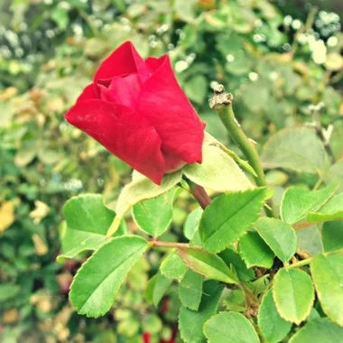 bedro454