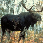 blackmoose