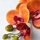 OrchideeChaude