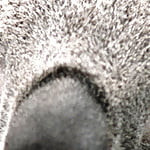 Drjaggi