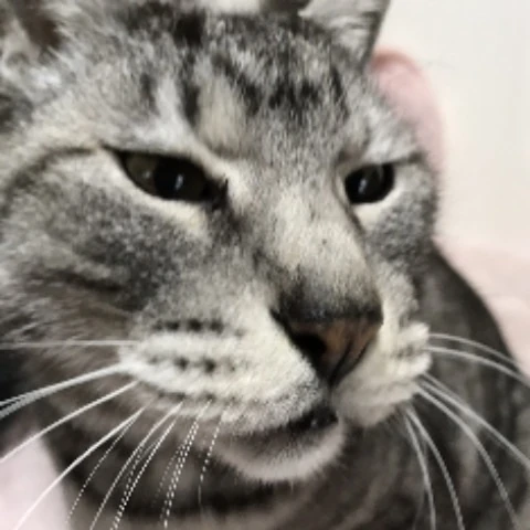 shnsoka