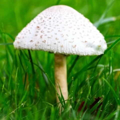 Mailsi00321