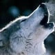 lobo10179