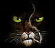 Gato_cool