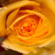 Beate_Hu