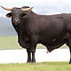 bull001