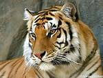 abhishekk77