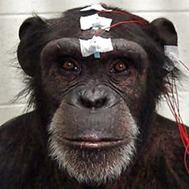 ATLANTA_MONKEYCENTER