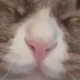 Darius22x