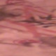 duca13011