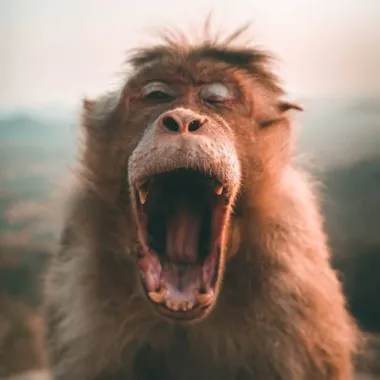 crazymonkey13