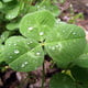 NotStPatrick