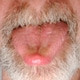 grauerbaer69
