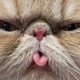 persiancat1357