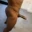 MrMajesdick1