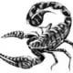 black-scorpion