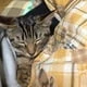 nyan_10